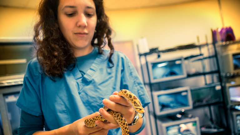 Veterinarian Sarrah Kaye '12 holds a snake.